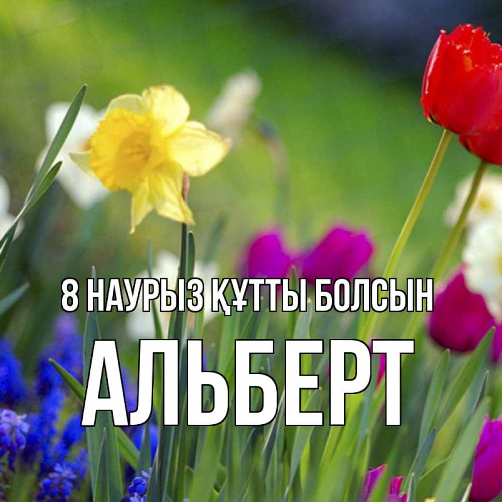 Күн сайын ашық хат с именем, Альберт 8 наурыз құтты болсын международный женский день 3 Онлайн тегін жүктеп алу тілектері бар керемет карта 