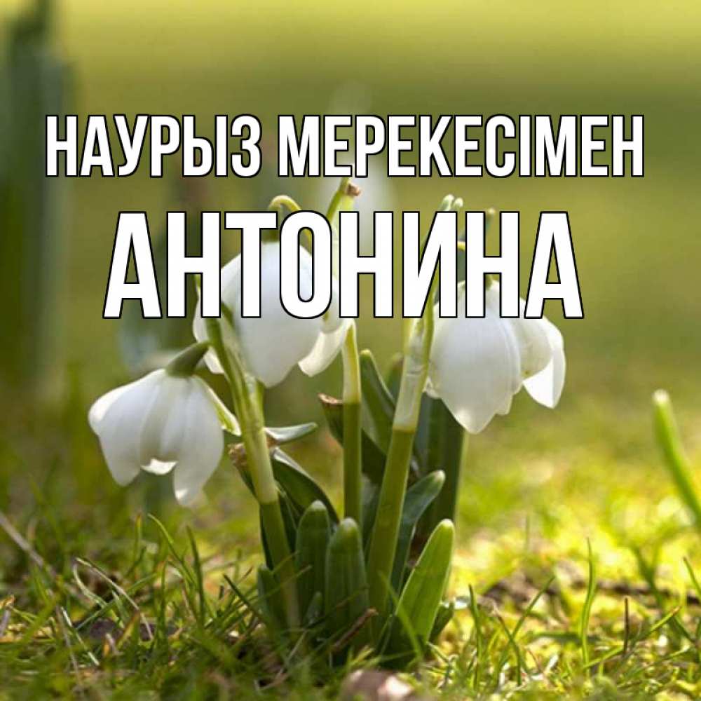 Күн сайын ашық хат с именем, Антонина Наурыз мерекесімен ранние цветы 2 Онлайн тегін жүктеп алу тілектері бар керемет карта 