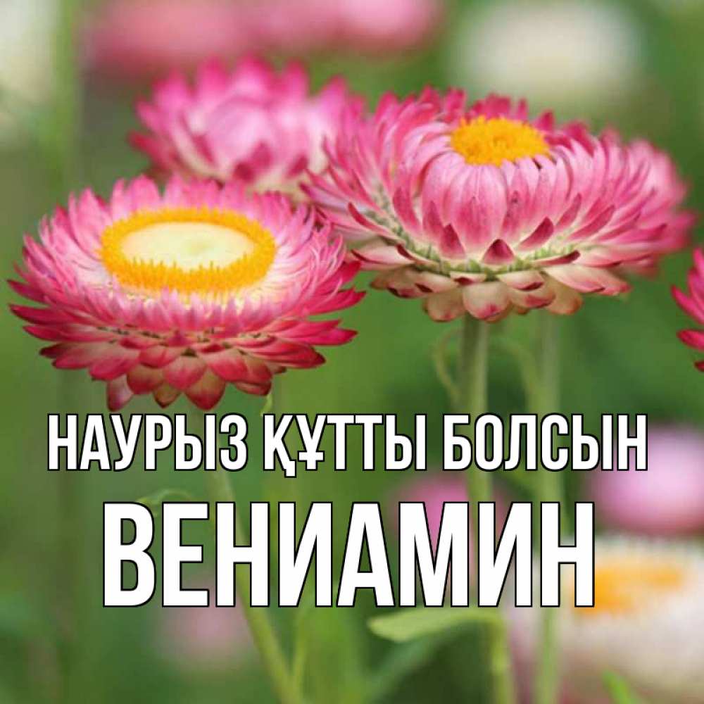Күн сайын ашық хат с именем, Вениамин Наурыз құтты болсын подарок на международный женский день Онлайн тегін жүктеп алу тілектері бар керемет карта 