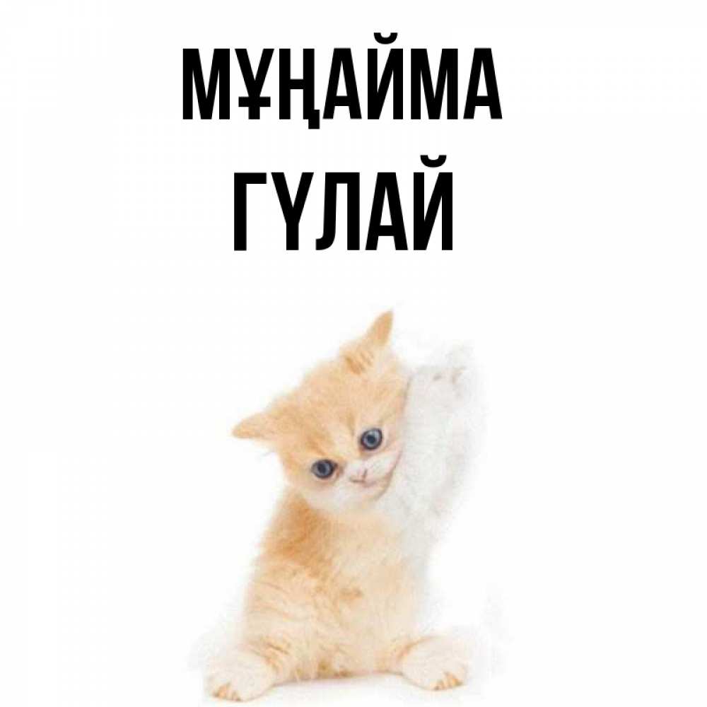 Күн сайын ашық хат с именем, ГҮЛАЙ Мұңайма просящий кот Онлайн тегін жүктеп алу тілектері бар керемет карта 