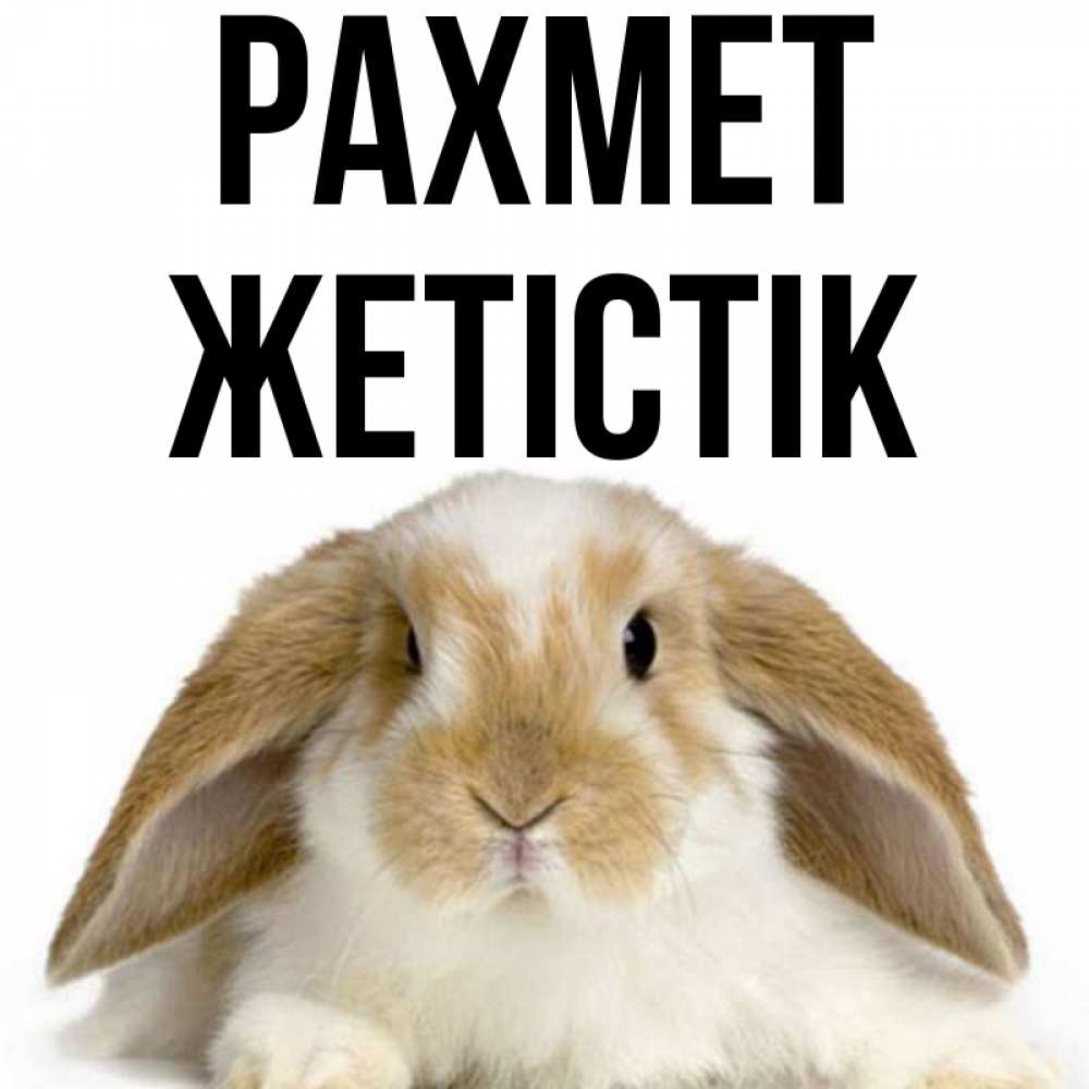Күн сайын ашық хат с именем, Жетістік рахмет коричнево белый заяц Онлайн тегін жүктеп алу тілектері бар керемет карта 