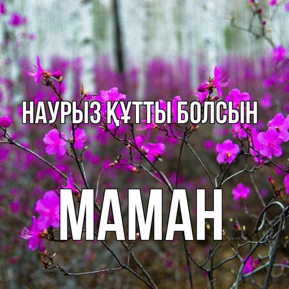 Күн сайын ашық хат с именем, МАМАН Наурыз құтты болсын дикие цветы Онлайн тегін жүктеп алу тілектері бар керемет карта 