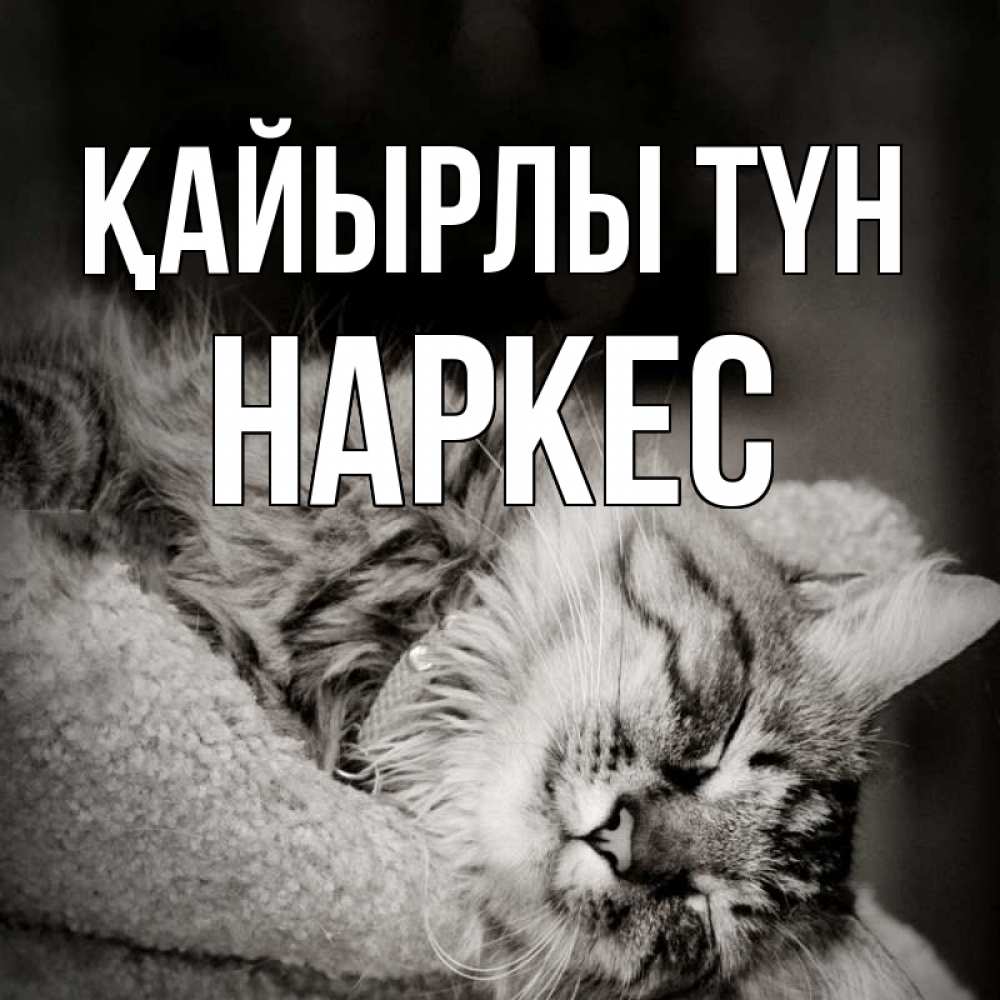 Күн сайын ашық хат с именем, НАРКЕС Қайырлы түн котярик пушистый Онлайн тегін жүктеп алу тілектері бар керемет карта 