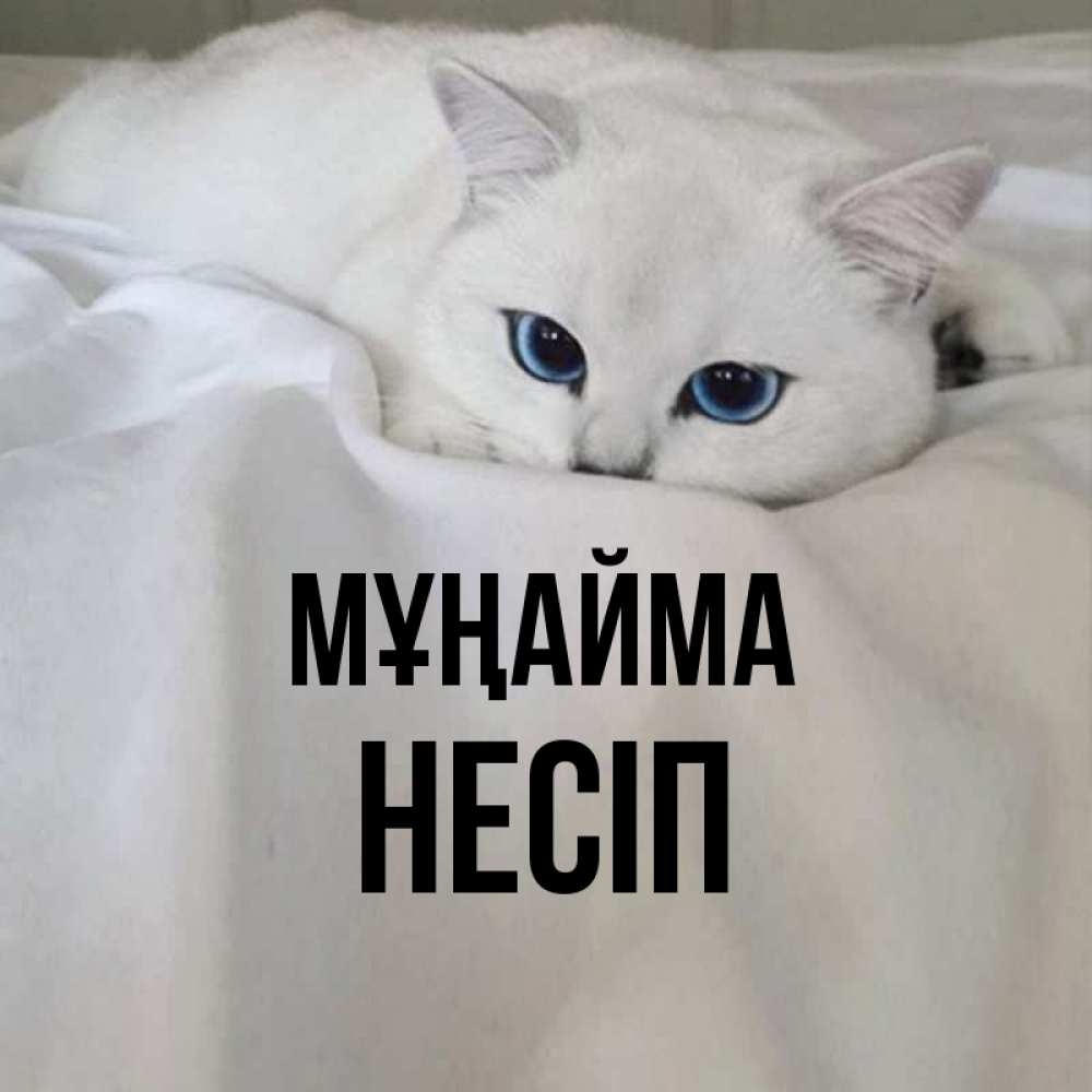 Күн сайын ашық хат с именем, НЕСІП Мұңайма Голубоглазая кошка Онлайн тегін жүктеп алу тілектері бар керемет карта 