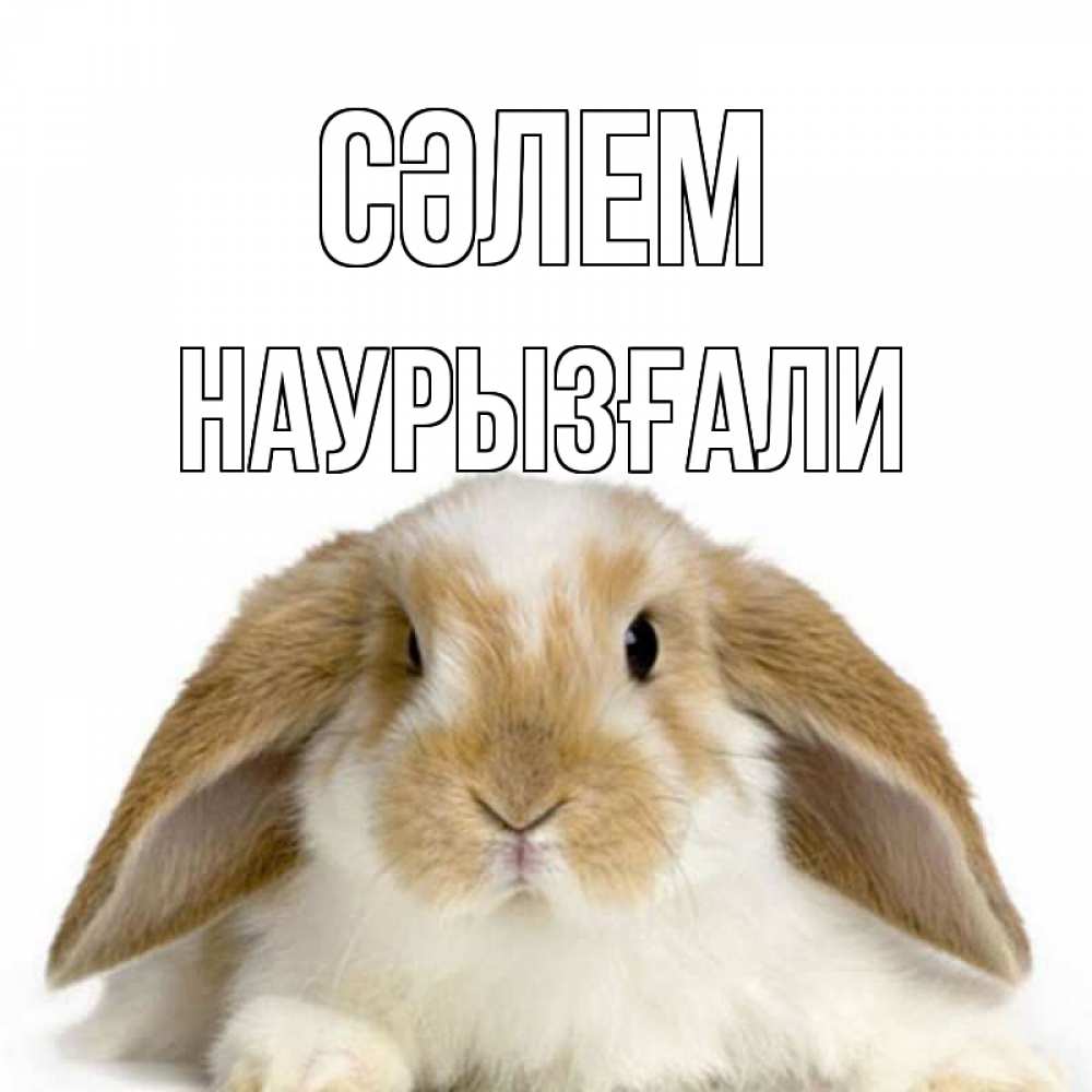 Күн сайын ашық хат с именем, Наурызғали Сәлем с животными Онлайн тегін жүктеп алу тілектері бар керемет карта 