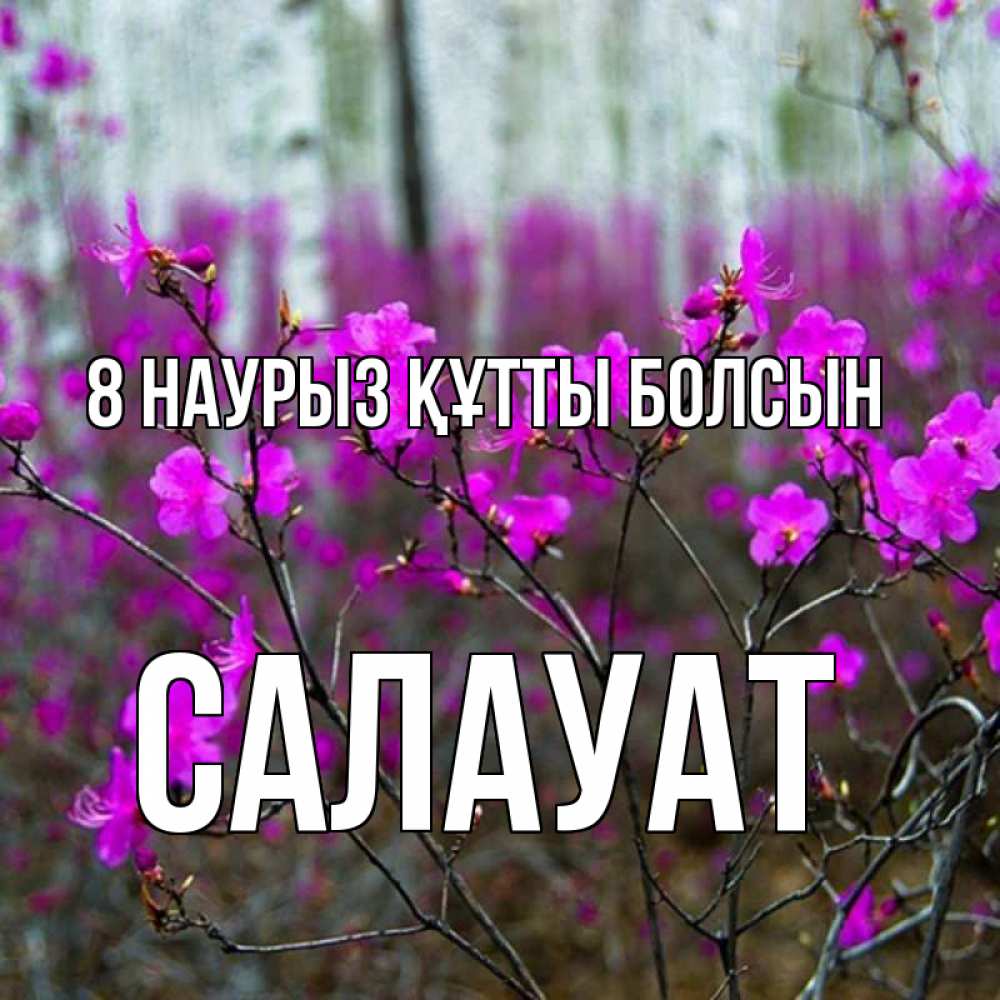 Күн сайын ашық хат с именем, САЛАУАТ 8 наурыз құтты болсын дикие цветы Онлайн тегін жүктеп алу тілектері бар керемет карта 