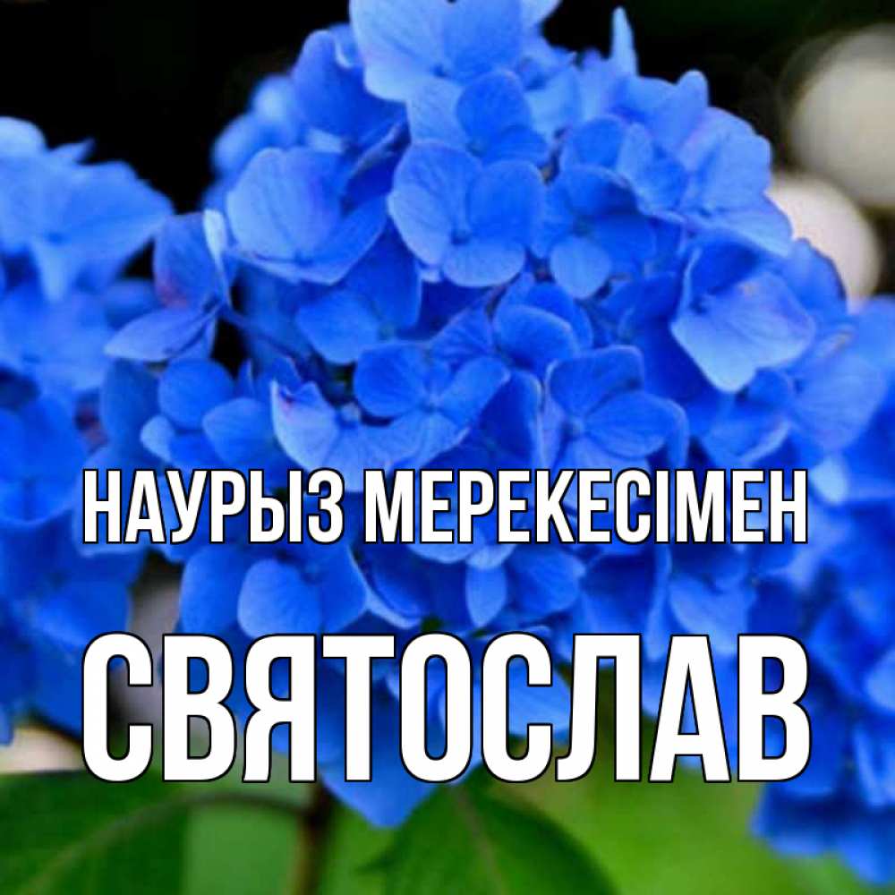 Күн сайын ашық хат с именем, Святослав Наурыз мерекесімен синие цветы Онлайн тегін жүктеп алу тілектері бар керемет карта 