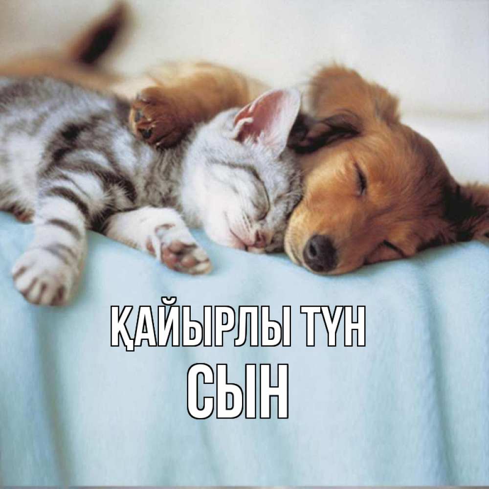 Күн сайын ашық хат с именем, Сын Қайырлы түн с животными Онлайн тегін жүктеп алу тілектері бар керемет карта 