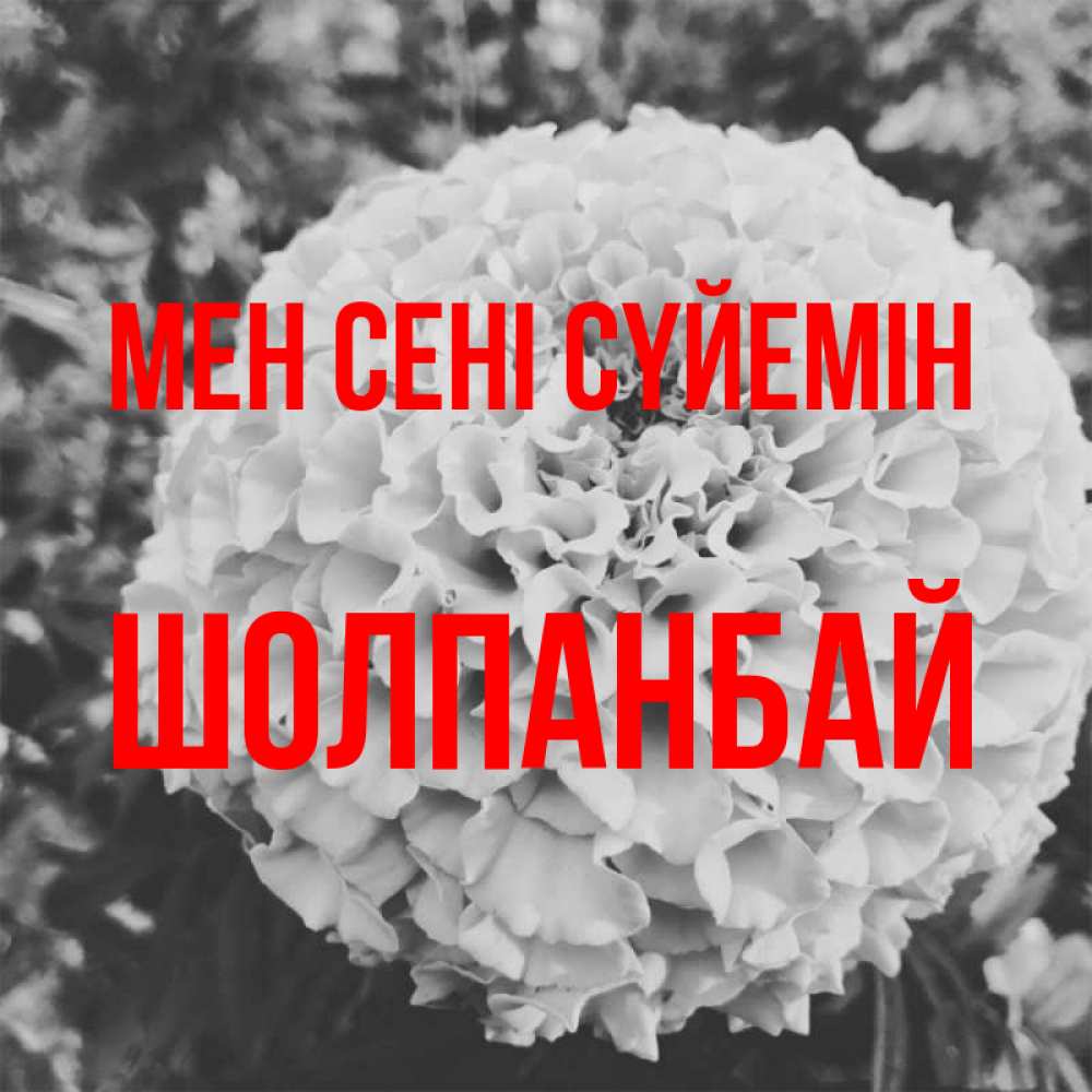 Күн сайын ашық хат с именем, ШОЛПАНБАЙ Мен сені сүйемін подпись Онлайн тегін жүктеп алу тілектері бар керемет карта 