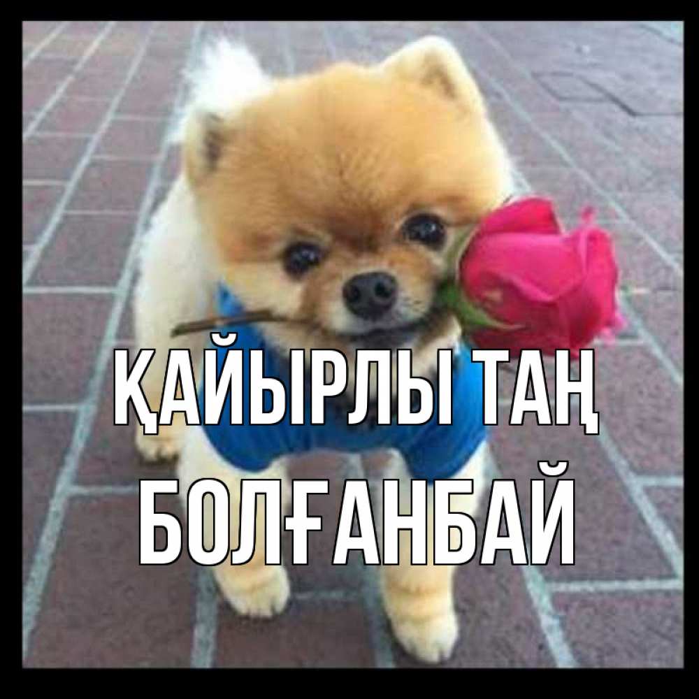 Күн сайын ашық хат с именем, Болғанбай Қайырлы таң роза в зубах Онлайн тегін жүктеп алу тілектері бар керемет карта 