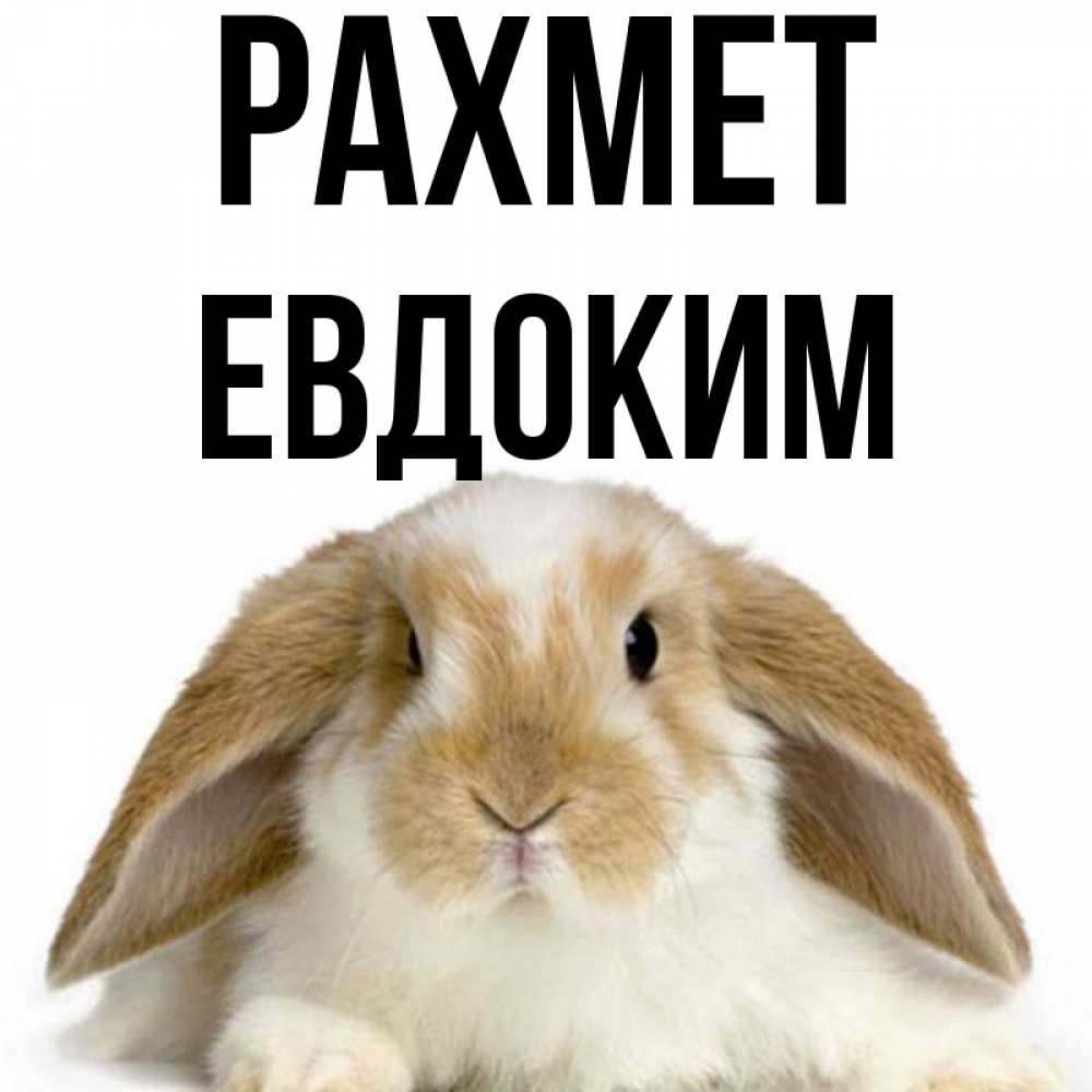 Күн сайын ашық хат с именем, Евдоким рахмет коричнево белый заяц Онлайн тегін жүктеп алу тілектері бар керемет карта 