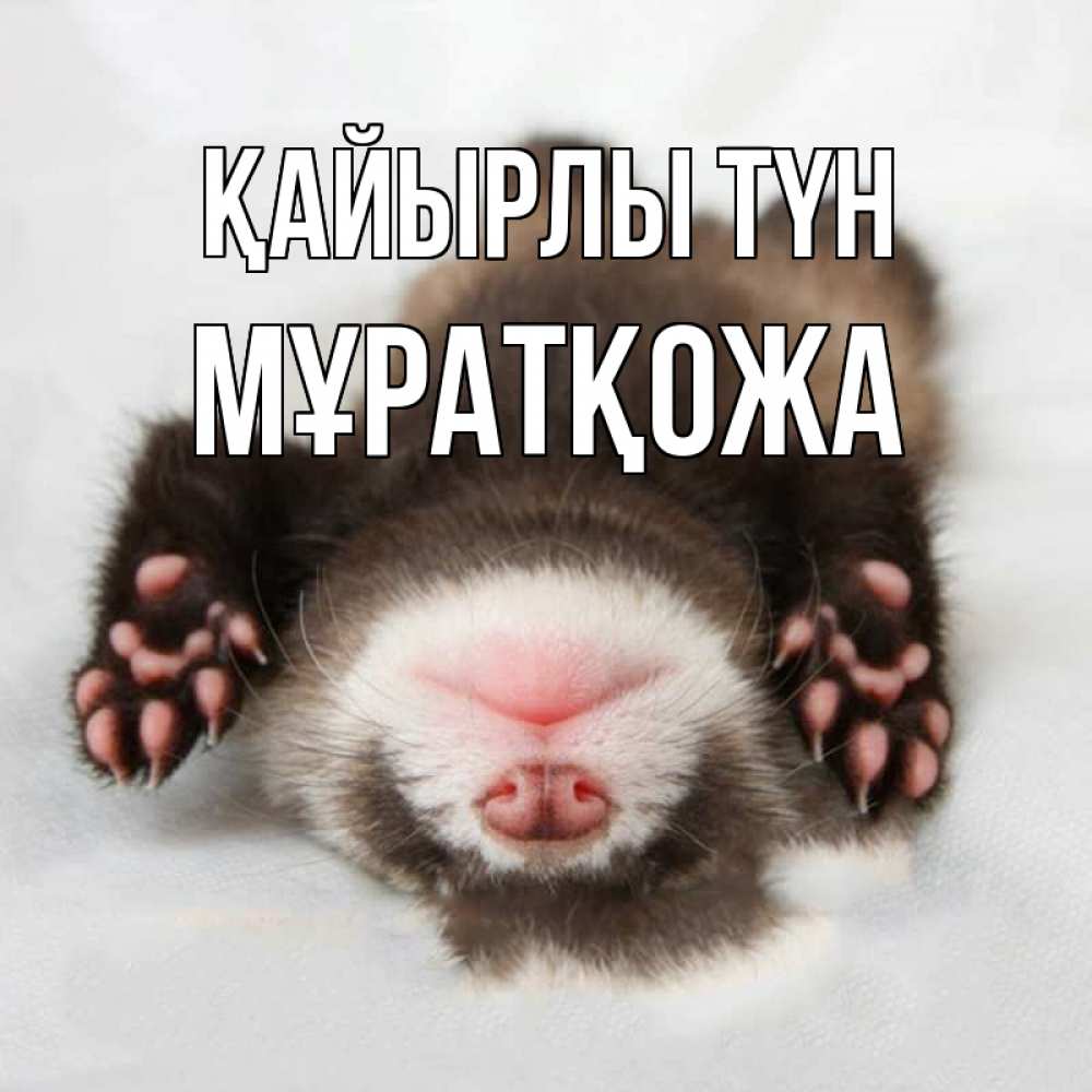 Күн сайын ашық хат с именем, Мұратқожа Қайырлы түн зверек Онлайн тегін жүктеп алу тілектері бар керемет карта 