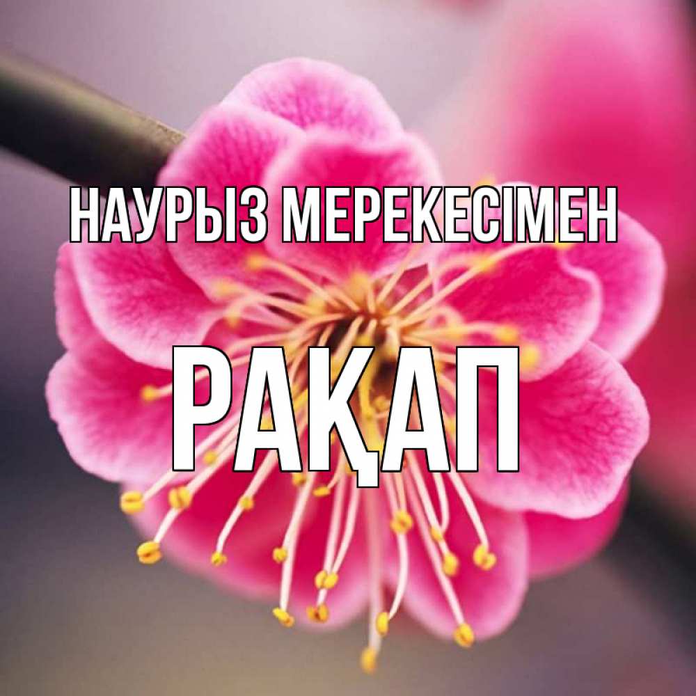 Күн сайын ашық хат с именем, РАҚАП Наурыз мерекесімен цветы Онлайн тегін жүктеп алу тілектері бар керемет карта 
