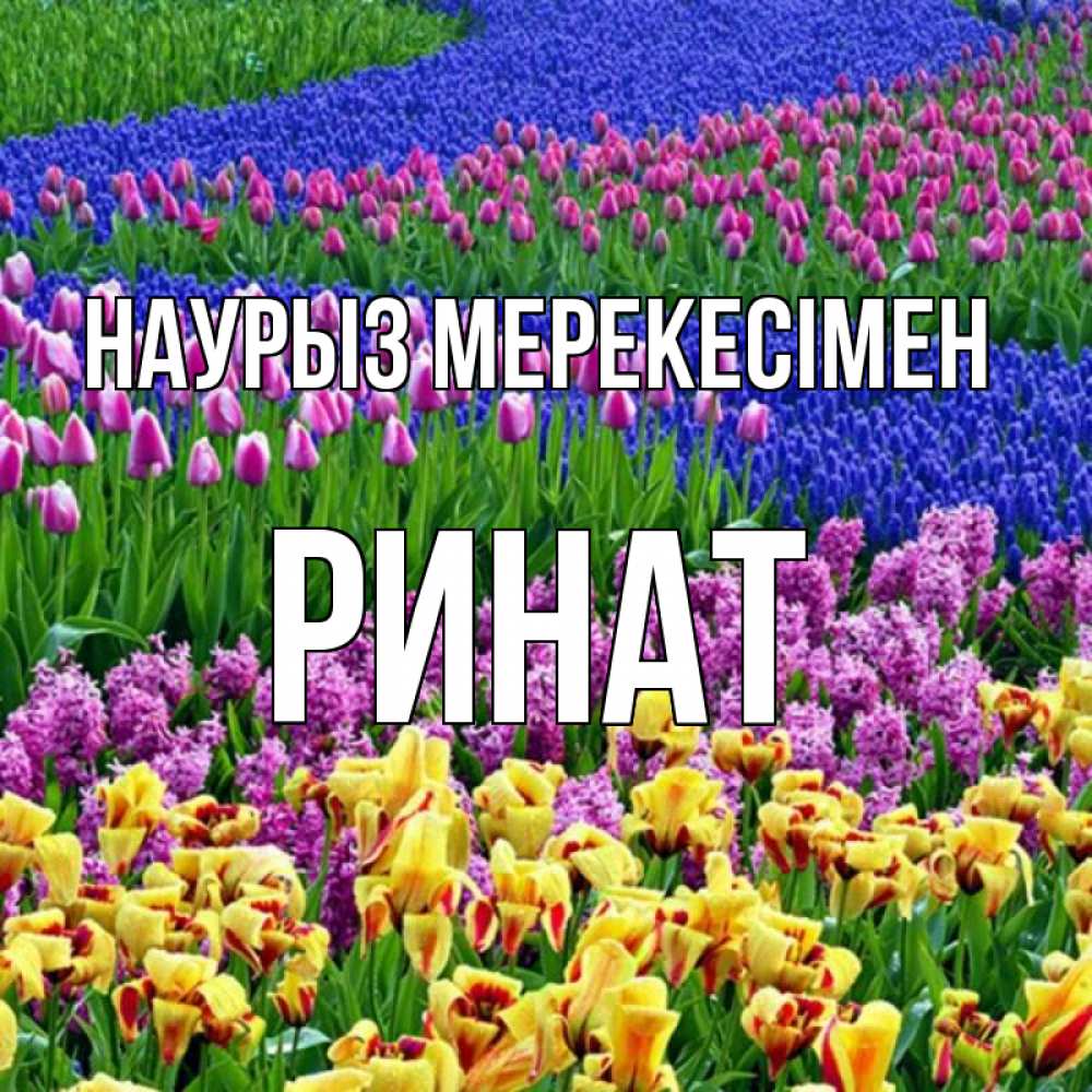 Күн сайын ашық хат с именем, Ринат Наурыз мерекесімен цветы Онлайн тегін жүктеп алу тілектері бар керемет карта 