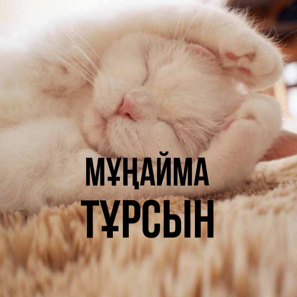 Күн сайын ашық хат с именем, ТҰРСЫН Мұңайма Котенок спит Онлайн тегін жүктеп алу тілектері бар керемет карта 