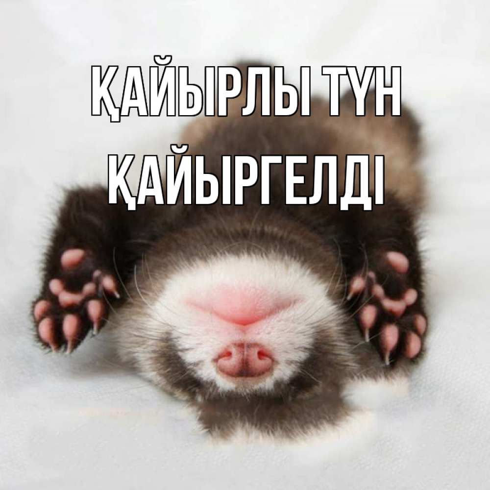 Күн сайын ашық хат с именем, Қайыргелді Қайырлы түн зверек Онлайн тегін жүктеп алу тілектері бар керемет карта 