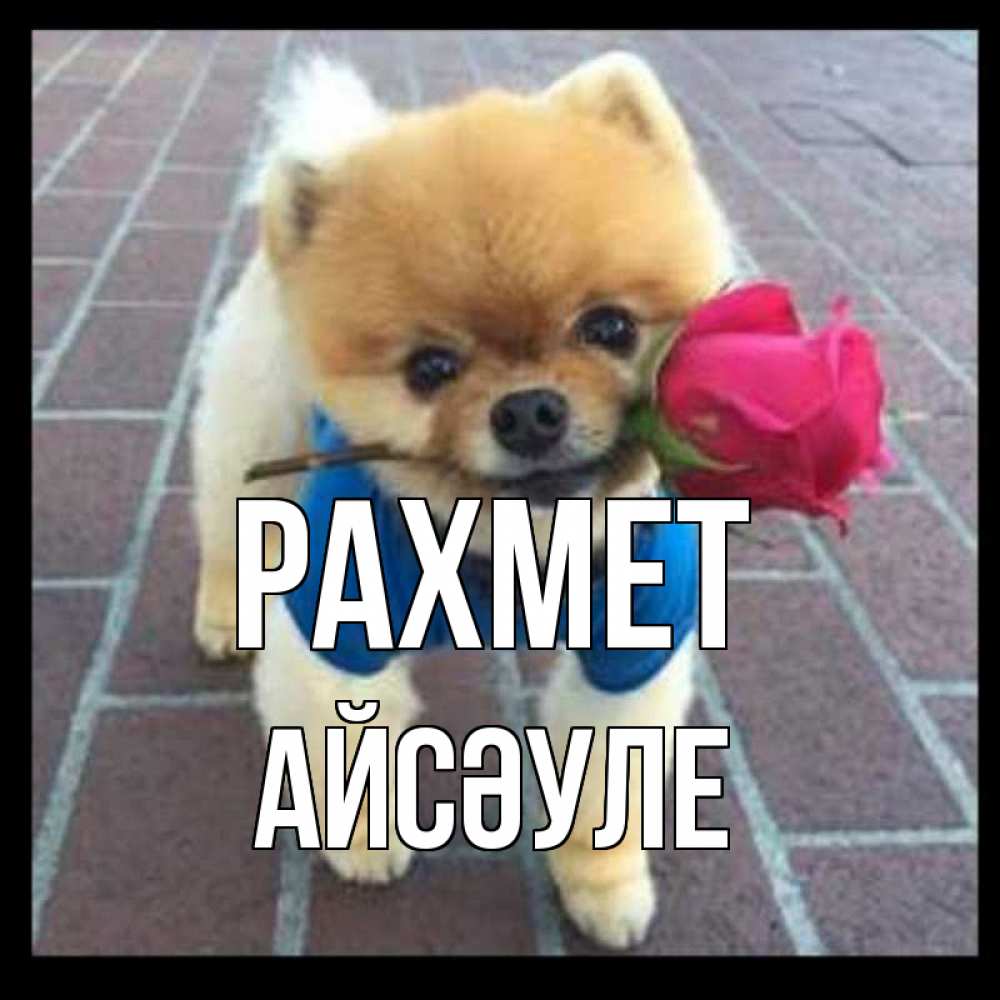 Күн сайын ашық хат с именем, АЙСӘУЛЕ рахмет спасибо и дарю тебе цветок Онлайн тегін жүктеп алу тілектері бар керемет карта 