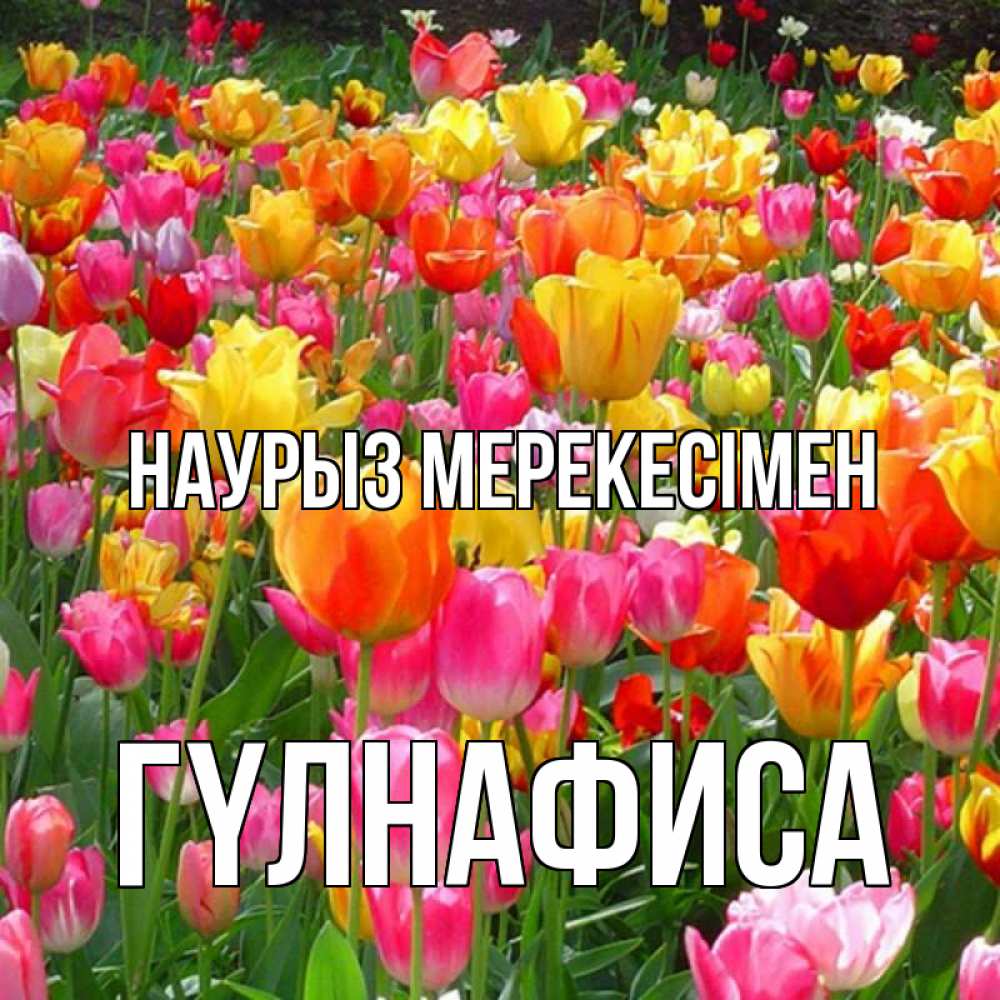Күн сайын ашық хат с именем, ГҮЛНАФИСА Наурыз мерекесімен праздник весны наурыз 4 Онлайн тегін жүктеп алу тілектері бар керемет карта 