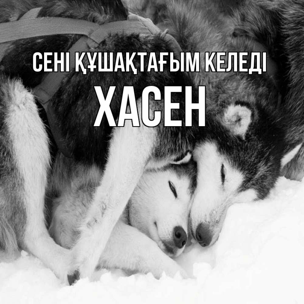 Күн сайын ашық хат с именем, ХАСЕН сені құшақтағым келеді собачки в упряжке Онлайн тегін жүктеп алу тілектері бар керемет карта 