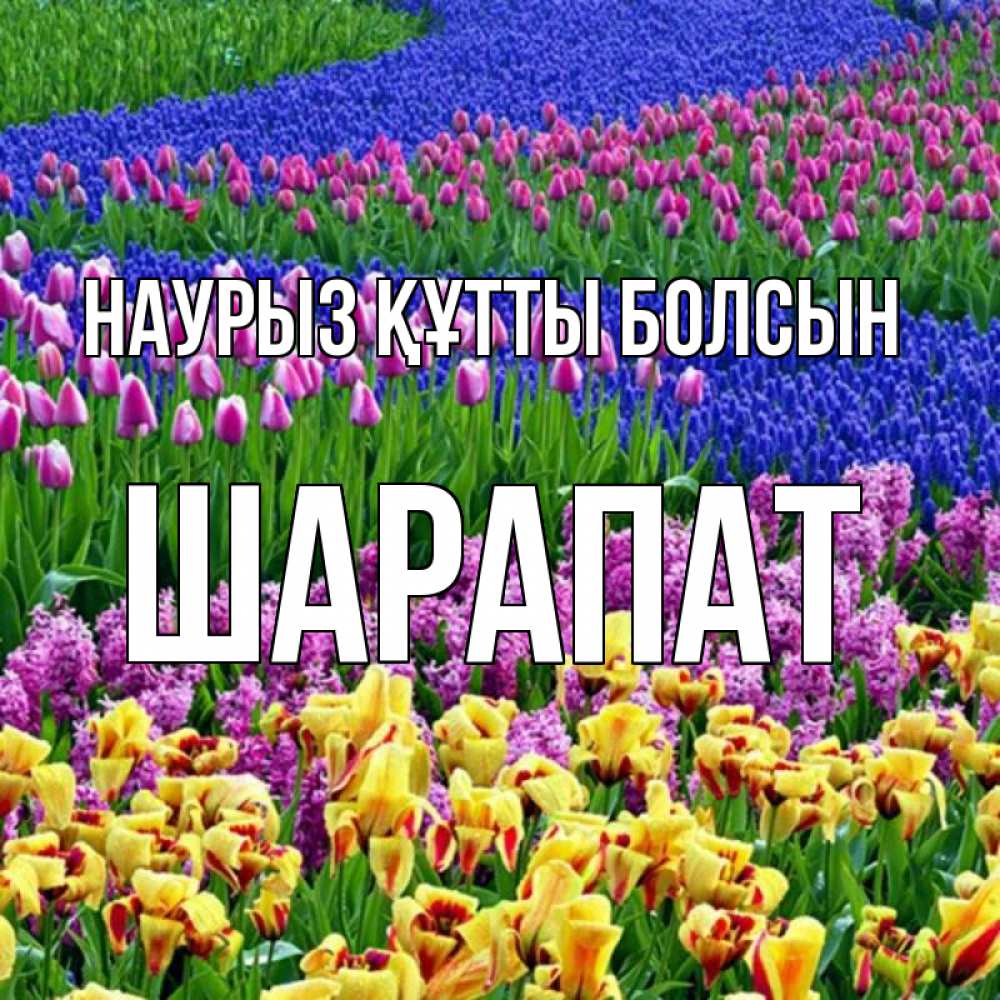 Күн сайын ашық хат с именем, ШАРАПАТ Наурыз құтты болсын цветы Онлайн тегін жүктеп алу тілектері бар керемет карта 
