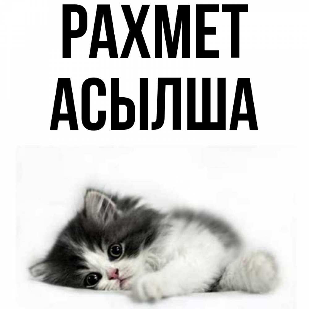 Күн сайын ашық хат с именем, АСЫЛША рахмет черный и белый кот Онлайн тегін жүктеп алу тілектері бар керемет карта 