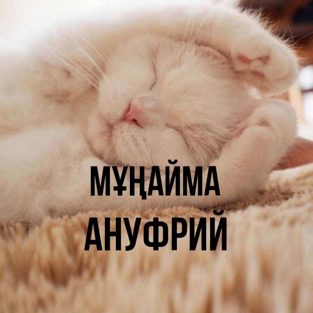 Күн сайын ашық хат с именем, Ануфрий Мұңайма Котенок спит Онлайн тегін жүктеп алу тілектері бар керемет карта 