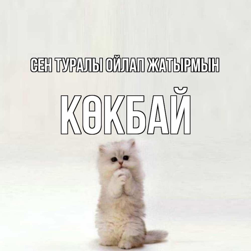 Күн сайын ашық хат с именем, Көкбай Сен туралы ойлап жатырмын кот стоит на задних лапах Онлайн тегін жүктеп алу тілектері бар керемет карта 