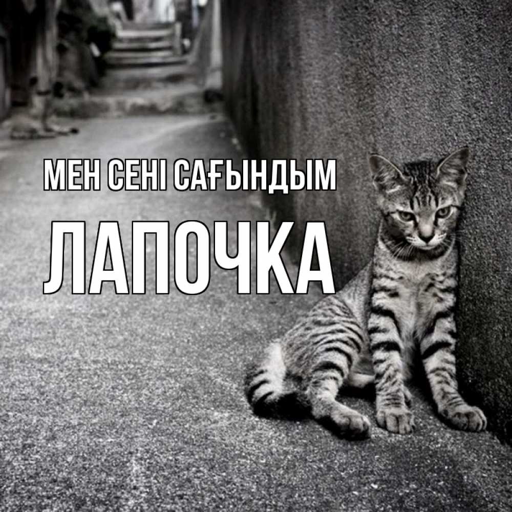 Күн сайын ашық хат с именем, Лапочка Мен сені сағындым одиноко котику Онлайн тегін жүктеп алу тілектері бар керемет карта 