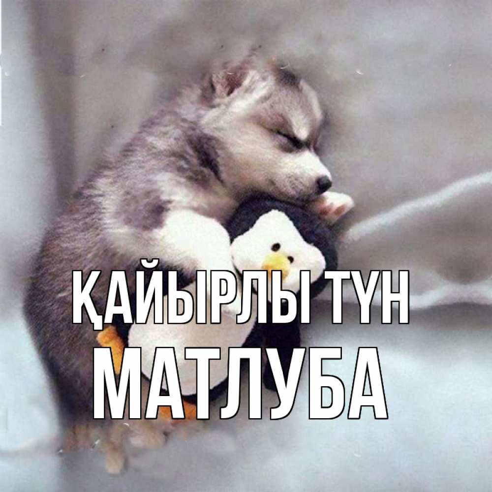 Күн сайын ашық хат с именем, МАТЛУБА Қайырлы түн обнимашки щенка и пингвина Онлайн тегін жүктеп алу тілектері бар керемет карта 