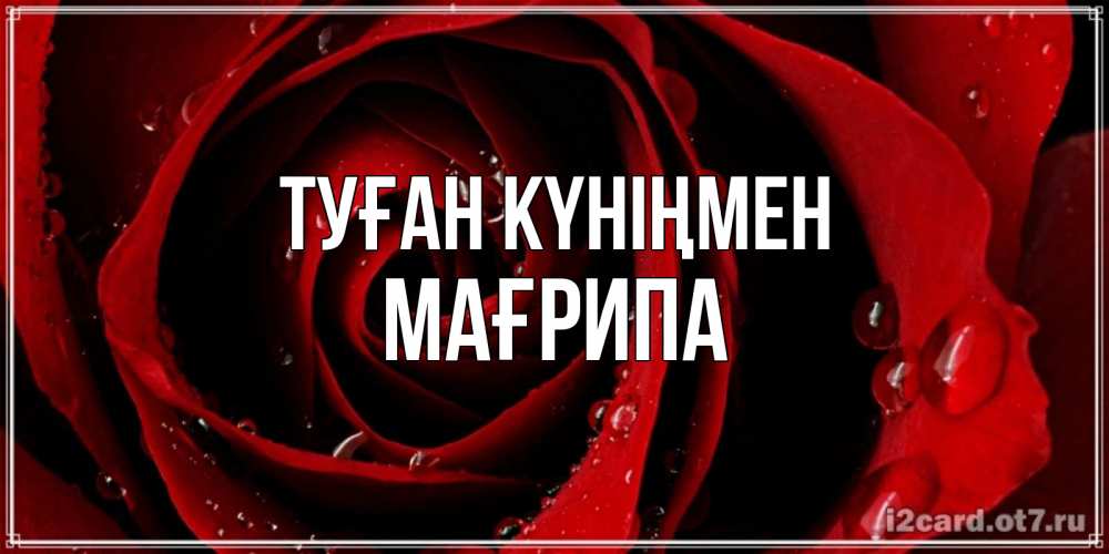 Күн сайын ашық хат с именем, МАҒРИПА Туған күніңмен крупная бордовая роза Онлайн тегін жүктеп алу тілектері бар керемет карта 