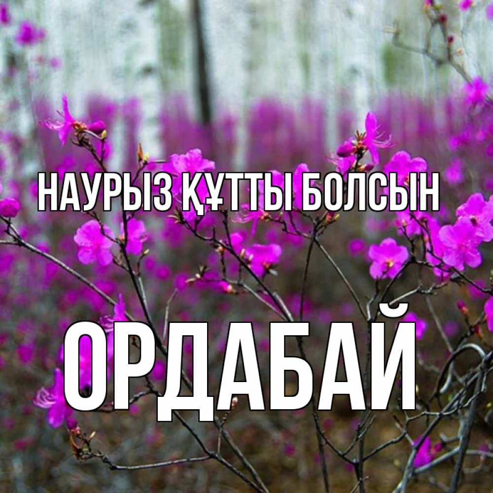 Күн сайын ашық хат с именем, ОРДАБАЙ Наурыз құтты болсын дикие цветы Онлайн тегін жүктеп алу тілектері бар керемет карта 
