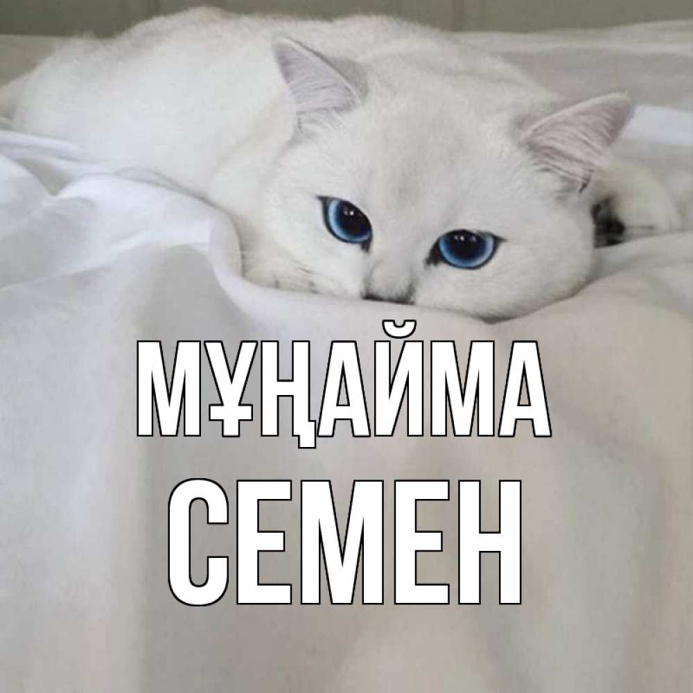 Күн сайын ашық хат с именем, Семен Мұңайма белый кот с голубыми глазами на белоснежной кровати Онлайн тегін жүктеп алу тілектері бар керемет карта 