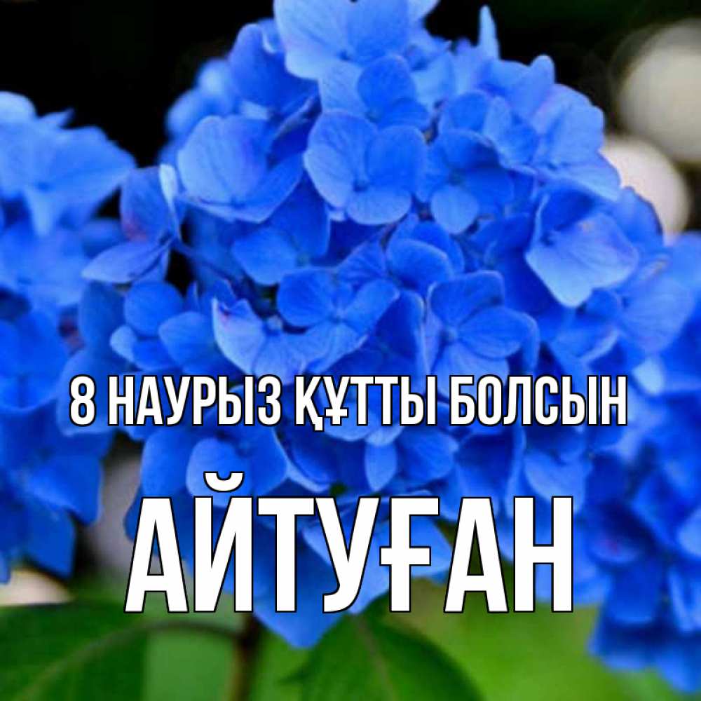 Күн сайын ашық хат с именем, Айтуған 8 наурыз құтты болсын синие цветы Онлайн тегін жүктеп алу тілектері бар керемет карта 