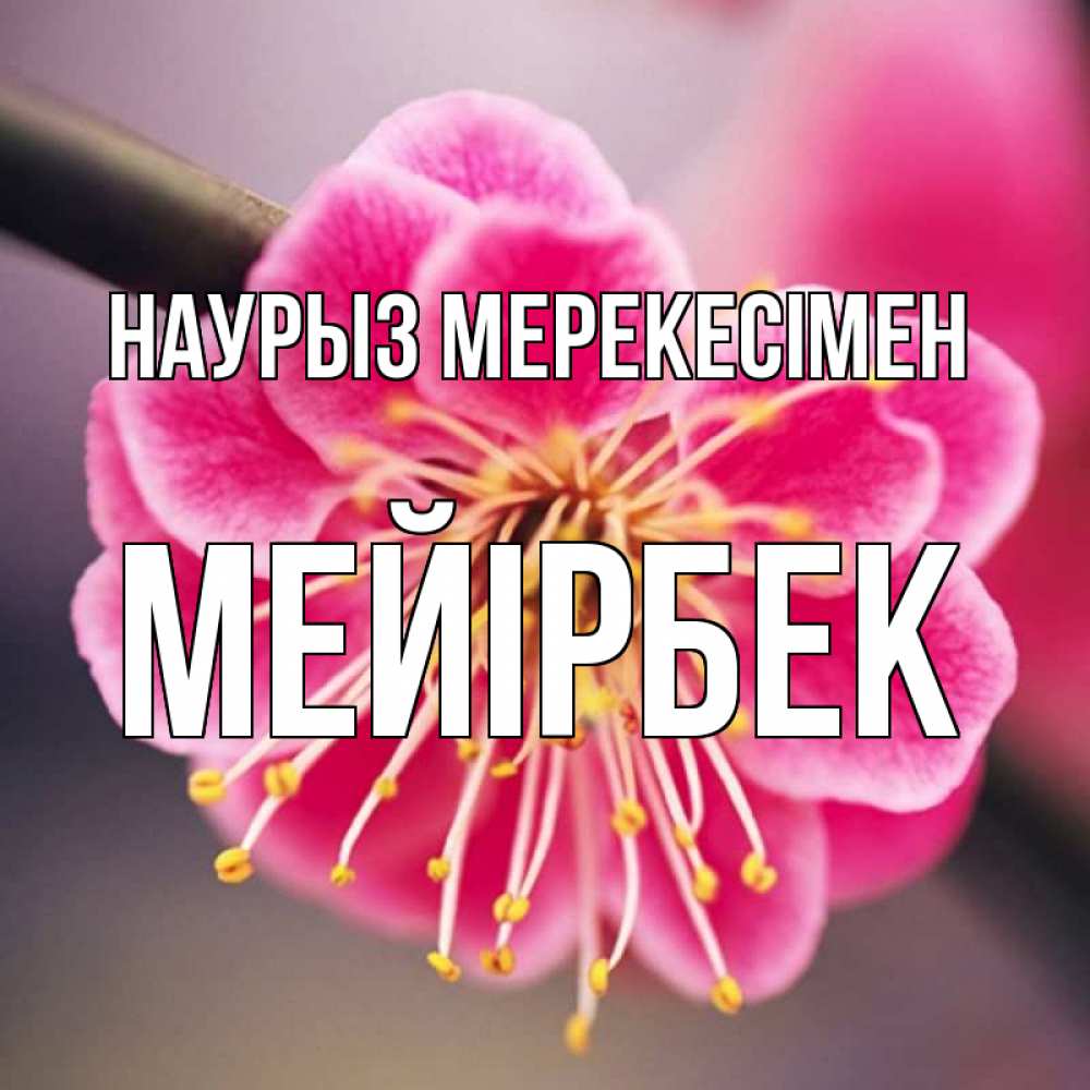 Күн сайын ашық хат с именем, МЕЙІРБЕК Наурыз мерекесімен цветы Онлайн тегін жүктеп алу тілектері бар керемет карта 