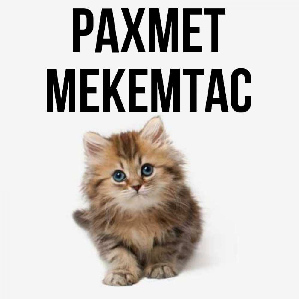 Күн сайын ашық хат с именем, МЕКЕМТАС рахмет пушистый котик Онлайн тегін жүктеп алу тілектері бар керемет карта 