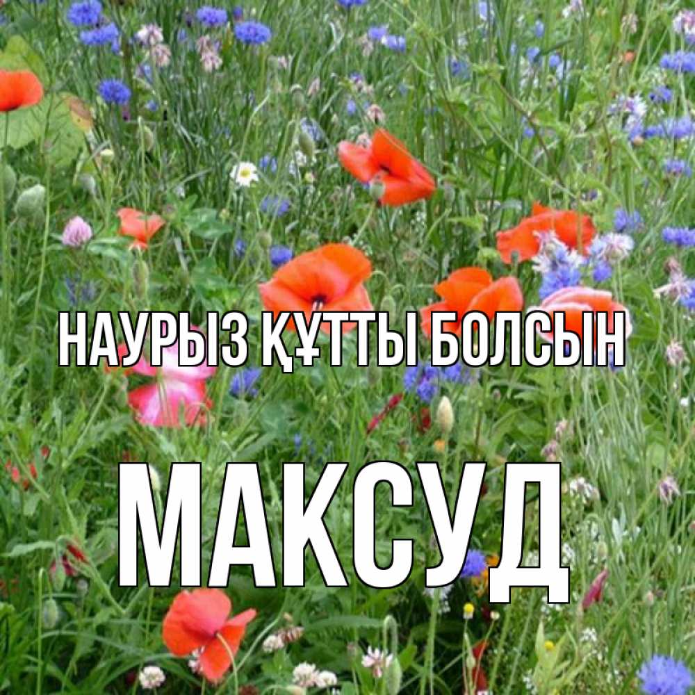 Күн сайын ашық хат с именем, Максуд Наурыз құтты болсын наурыз  4 Онлайн тегін жүктеп алу тілектері бар керемет карта 