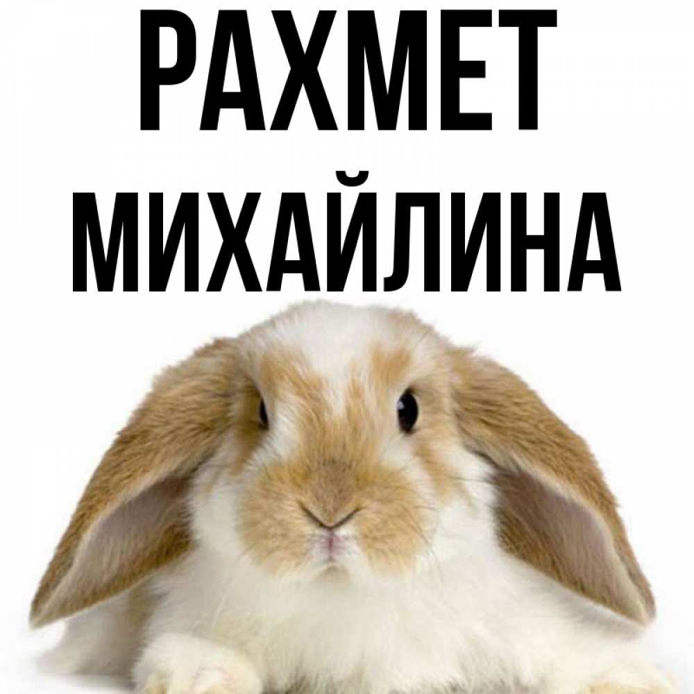 Күн сайын ашық хат с именем, Михайлина рахмет коричнево белый заяц Онлайн тегін жүктеп алу тілектері бар керемет карта 