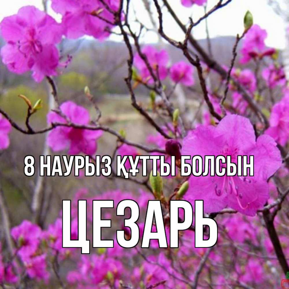 Күн сайын ашық хат с именем, Цезарь 8 наурыз құтты болсын международный женский день Онлайн тегін жүктеп алу тілектері бар керемет карта 