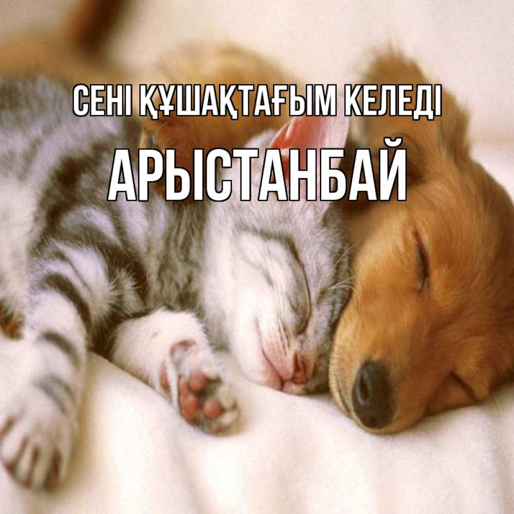 Күн сайын ашық хат с именем, Арыстанбай сені құшақтағым келеді пес и котенок Онлайн тегін жүктеп алу тілектері бар керемет карта 