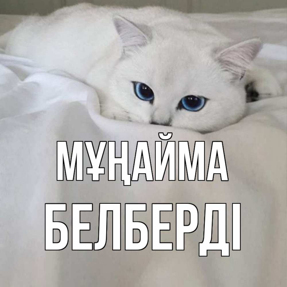 Күн сайын ашық хат с именем, Белберді Мұңайма белый кот с голубыми глазами на белоснежной кровати Онлайн тегін жүктеп алу тілектері бар керемет карта 