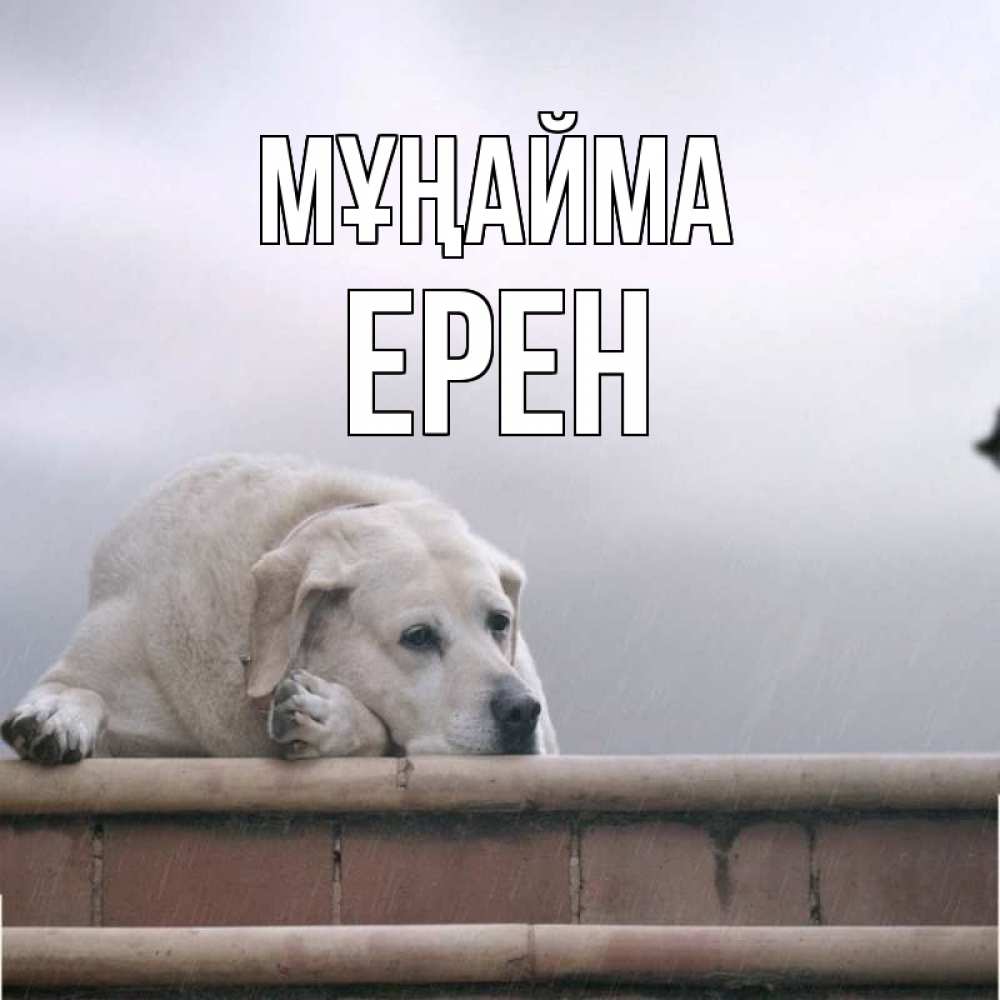 Күн сайын ашық хат с именем, Ерен Мұңайма белый пес 1 Онлайн тегін жүктеп алу тілектері бар керемет карта 