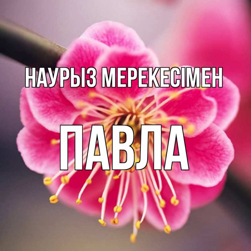 Күн сайын ашық хат с именем, Павла Наурыз мерекесімен цветы Онлайн тегін жүктеп алу тілектері бар керемет карта 