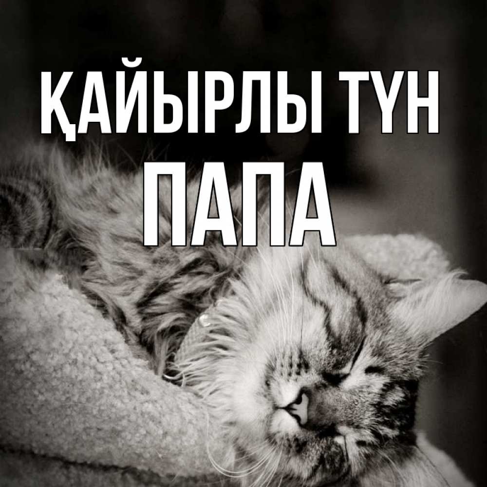 Күн сайын ашық хат с именем, Папа Қайырлы түн котярик пушистый Онлайн тегін жүктеп алу тілектері бар керемет карта 