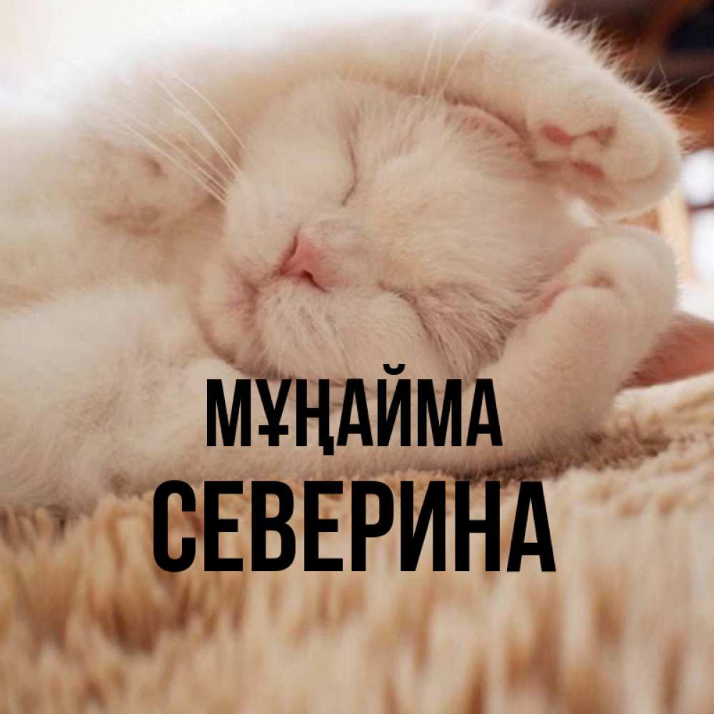 Күн сайын ашық хат с именем, Северина Мұңайма Котенок спит Онлайн тегін жүктеп алу тілектері бар керемет карта 