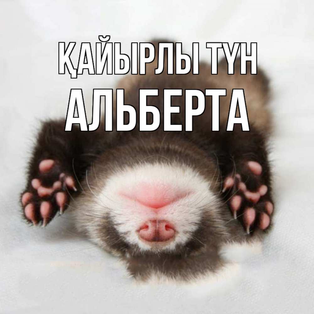 Күн сайын ашық хат с именем, Альберта Қайырлы түн зверек Онлайн тегін жүктеп алу тілектері бар керемет карта 