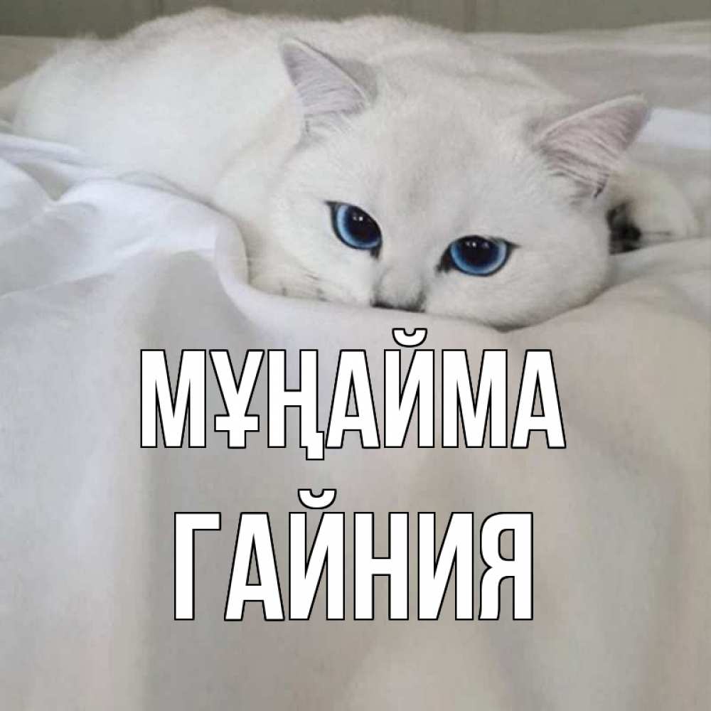 Күн сайын ашық хат с именем, ГАЙНИЯ Мұңайма белый кот с голубыми глазами на белоснежной кровати Онлайн тегін жүктеп алу тілектері бар керемет карта 