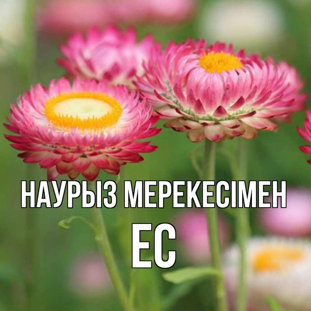 Күн сайын ашық хат с именем, Ес Наурыз мерекесімен подарок на международный женский день Онлайн тегін жүктеп алу тілектері бар керемет карта 