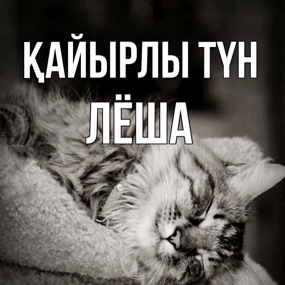 Күн сайын ашық хат с именем, Лёша Қайырлы түн котярик пушистый Онлайн тегін жүктеп алу тілектері бар керемет карта 