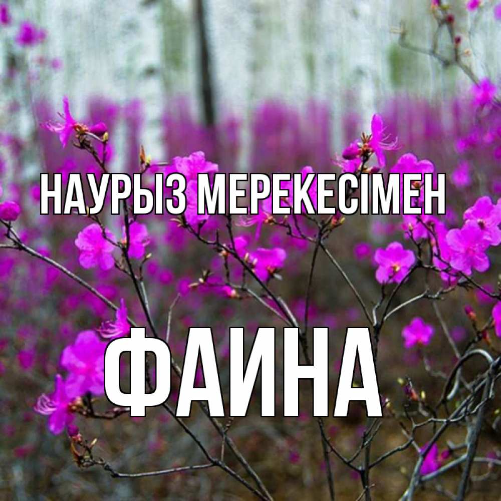 Күн сайын ашық хат с именем, Фаина Наурыз мерекесімен дикие цветы Онлайн тегін жүктеп алу тілектері бар керемет карта 