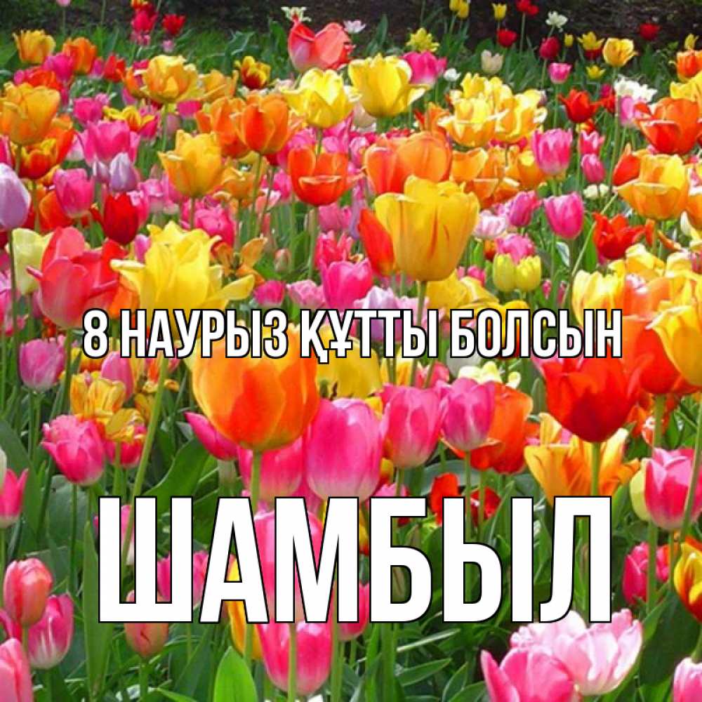 Күн сайын ашық хат с именем, ШАМБЫЛ 8 наурыз құтты болсын на международный женский день Онлайн тегін жүктеп алу тілектері бар керемет карта 